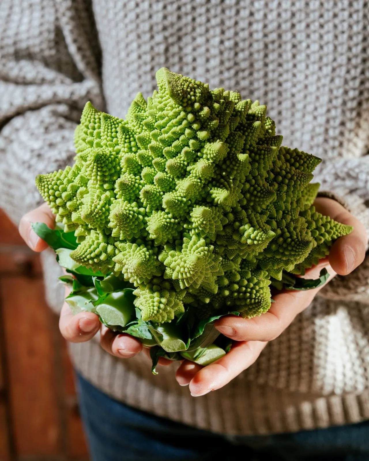 Un cavolo romanesco tenuto tra le mani